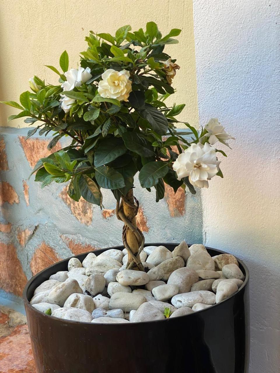 Olive Tree Apartment Саранда Экстерьер фото