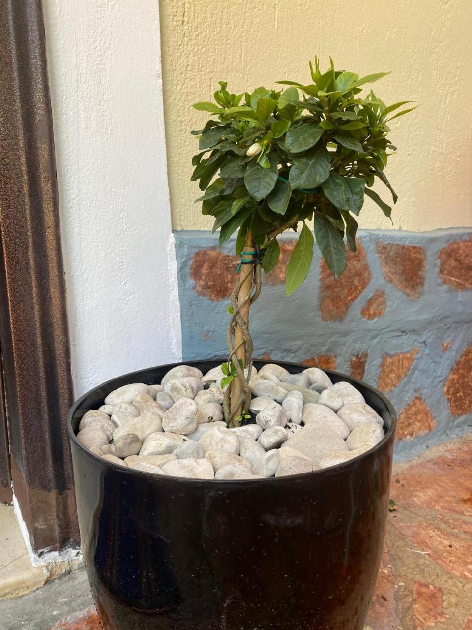 Olive Tree Apartment Саранда Экстерьер фото