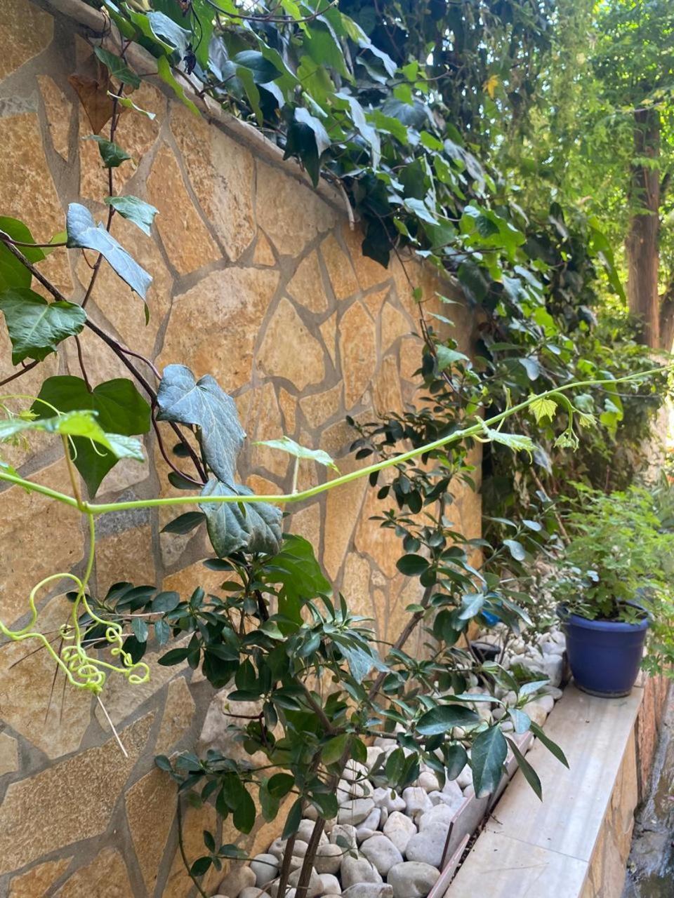 Olive Tree Apartment Саранда Экстерьер фото